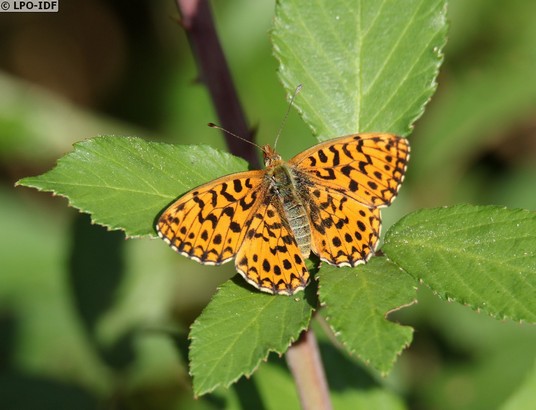 découverte d'une pelouse calcicole